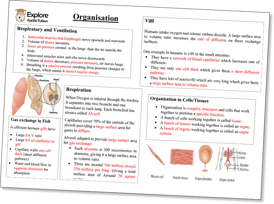 explore-apollo-tuition-booklet-2